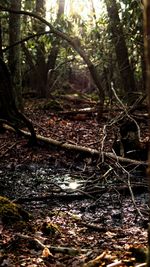 Trees growing in forest