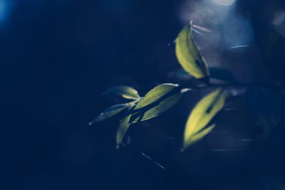 Close-up of plant