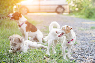 Dogs on field