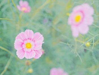 Close-up of pink flowers