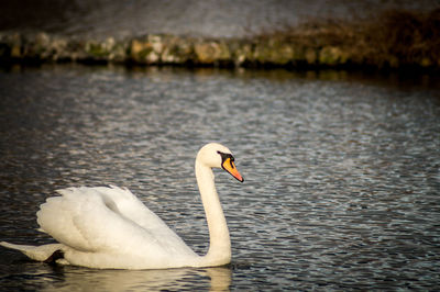 Swan floating on lake