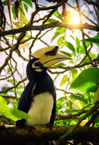 Low angle view of bird perching on tree