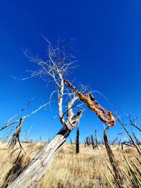 Low angle view of bare tree against clear blue sky