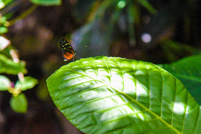 Close-up of ladybug on leaf