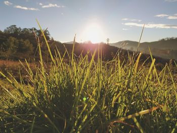 Close-up of grass against bright sun