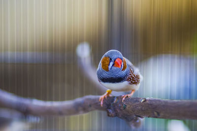 Close-up of parrot perching in cage