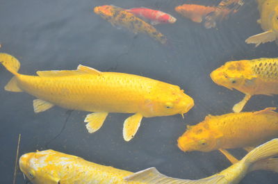 High angle view of koi carps swimming in water