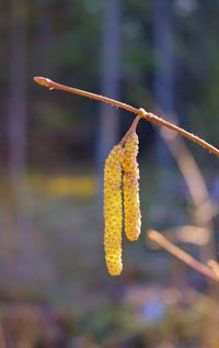 Close-up of yellow leaves hanging on plant