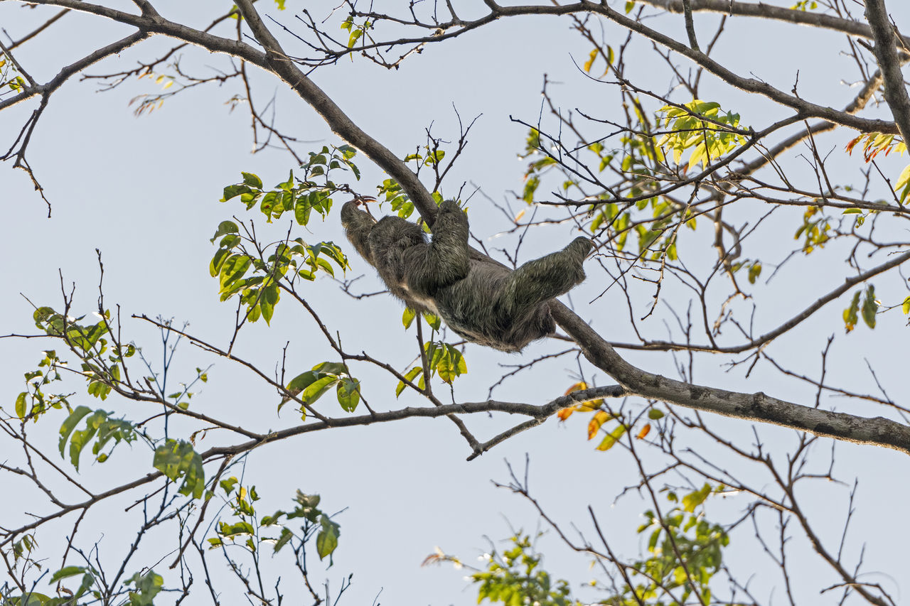 tree, animal, animal themes, animal wildlife, plant, branch, wildlife, bird, nature, low angle view, one animal, no people, perching, sky, outdoors, flower, beauty in nature, day, mammal, leaf, bird of prey