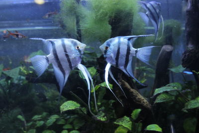 Close-up of water in aquarium