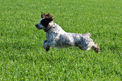 Dog running on grassy field