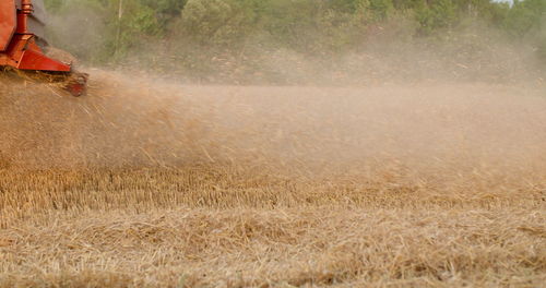 Scenic view of agricultural field