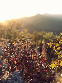 Close-up of plant growing on field against sky