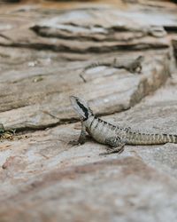 Close-up of lizard