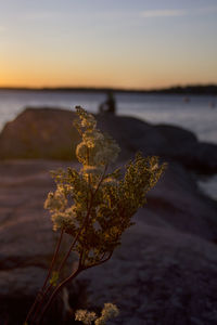 Close-up of plant on beach against sea during sunset