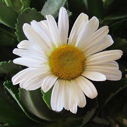 Macro shot of white daisy flower