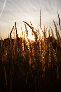 Stalk of wheat grass close-up photo silhouette at sunset and sunrise, nature sun sets