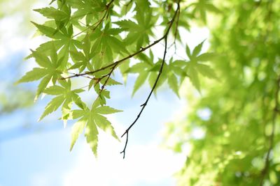 Low angle view of leaves on tree