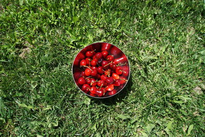 High angle view of red cherries in bowl on grassy field