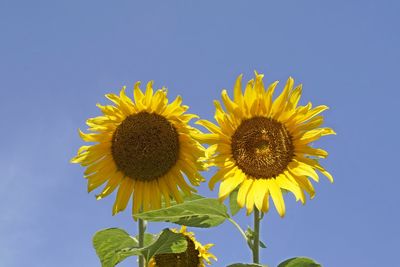 Double sunflower over blue sky