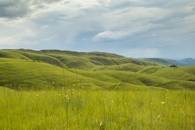 Scenic view of agricultural field against sky