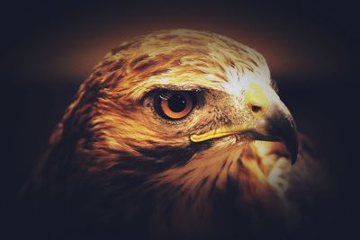 Close-up of a bird looking away