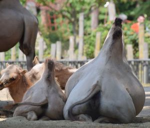 Horses in a farm