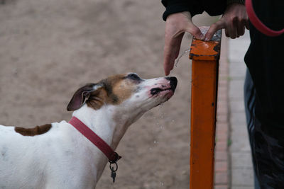 View of a dog