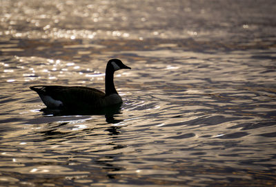 Duck swimming in lake