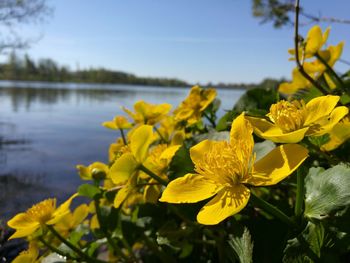 Close-up of yellow flowers