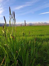 grass