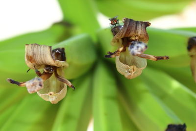 Close-up of insect on flower against blurred background