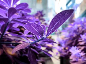 Close-up of leaves