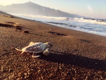 sea