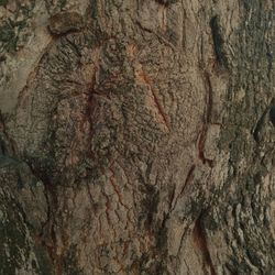 Full frame shot of tree trunk