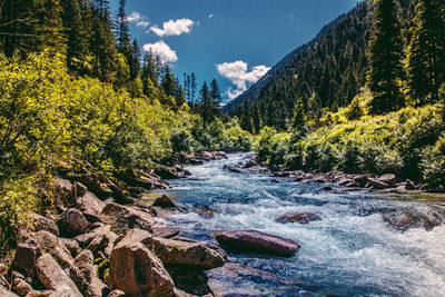 Scenic view of river amidst trees against sky