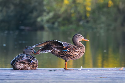 Duck swimming in lake