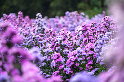 Close-up of purple flowering plant