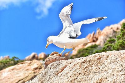 Close-up of bird on rock against sky