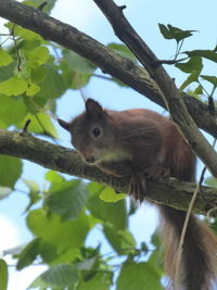 Low angle view of squirrel on tree