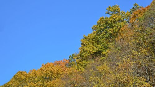 Low angle view of tree against clear blue sky