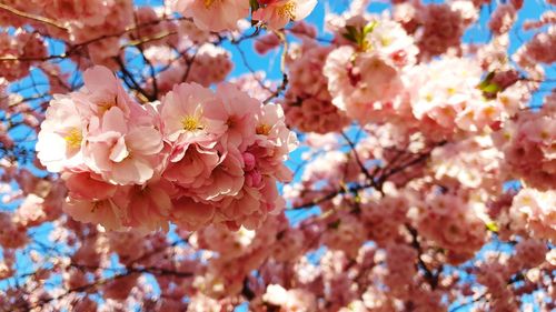 Close-up of pink cherry blossoms