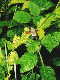 Close-up of bee on plant