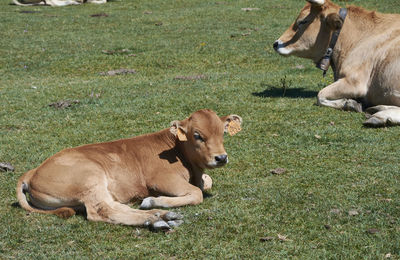 Cow relaxing on field