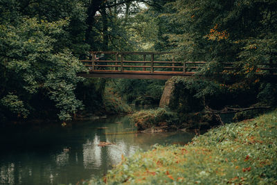 Bridge over river in forest