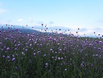 Close-up of purple flowering plants on field against sky