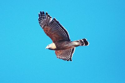animal