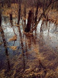 Reflection of trees in water