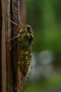 Close-up of cicada on wood