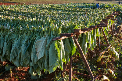 Panoramic shot of corn field